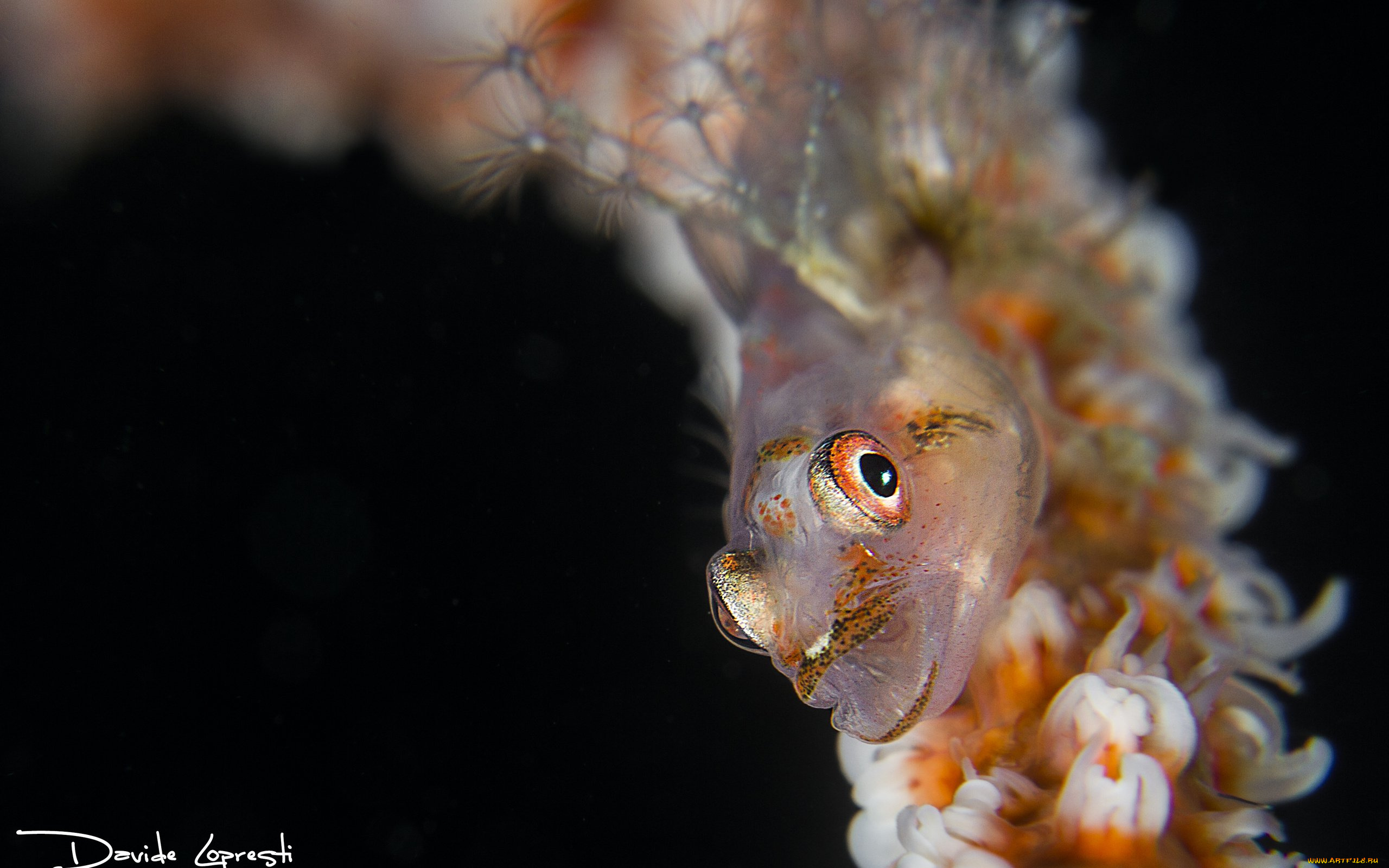 животные, рыбы, полипы, черный, фон, актинии, давиде, lopresti, актиний, подводный, мир, рыба