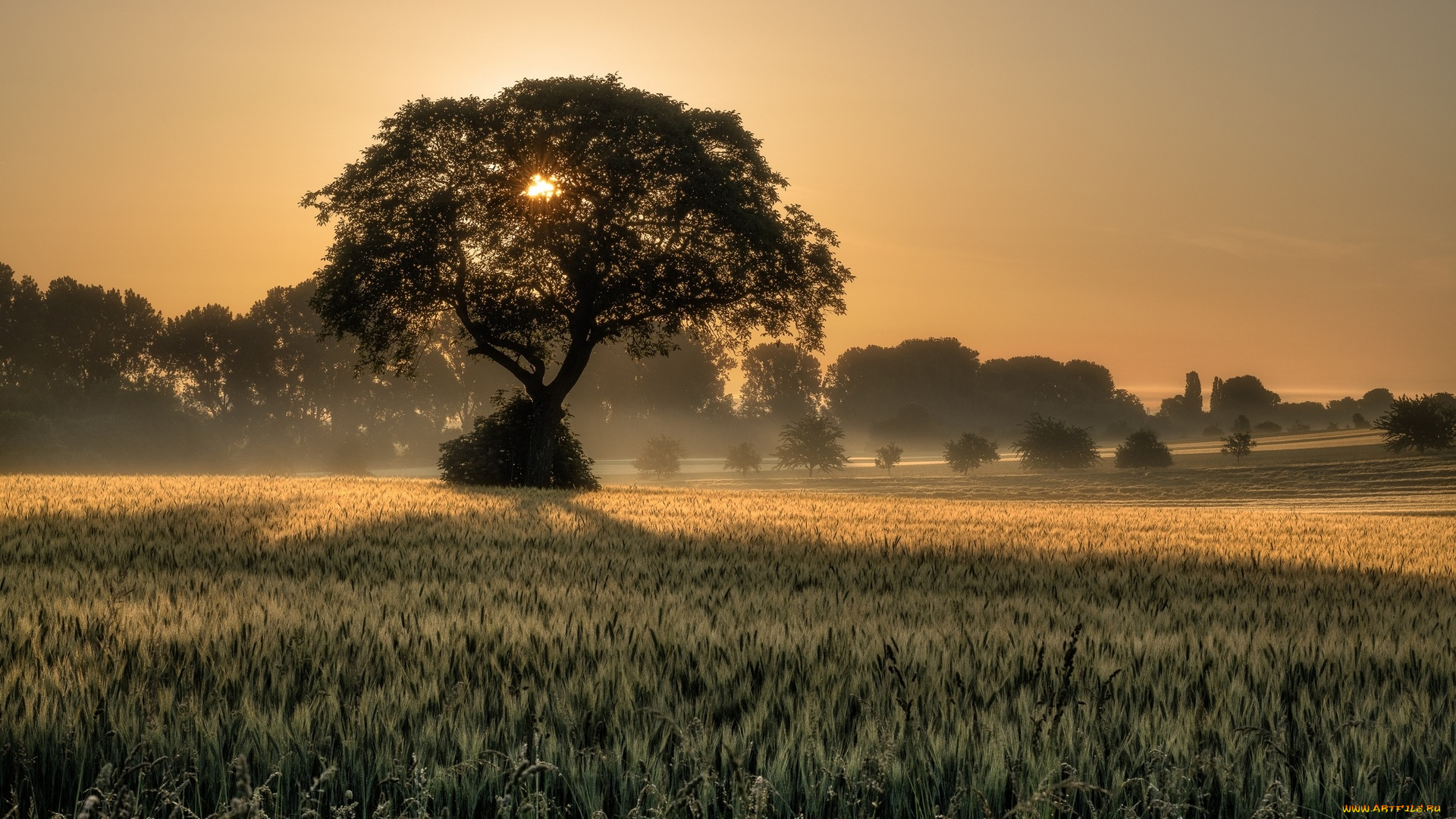 природа, поля, утро, колосья, поле, дерево