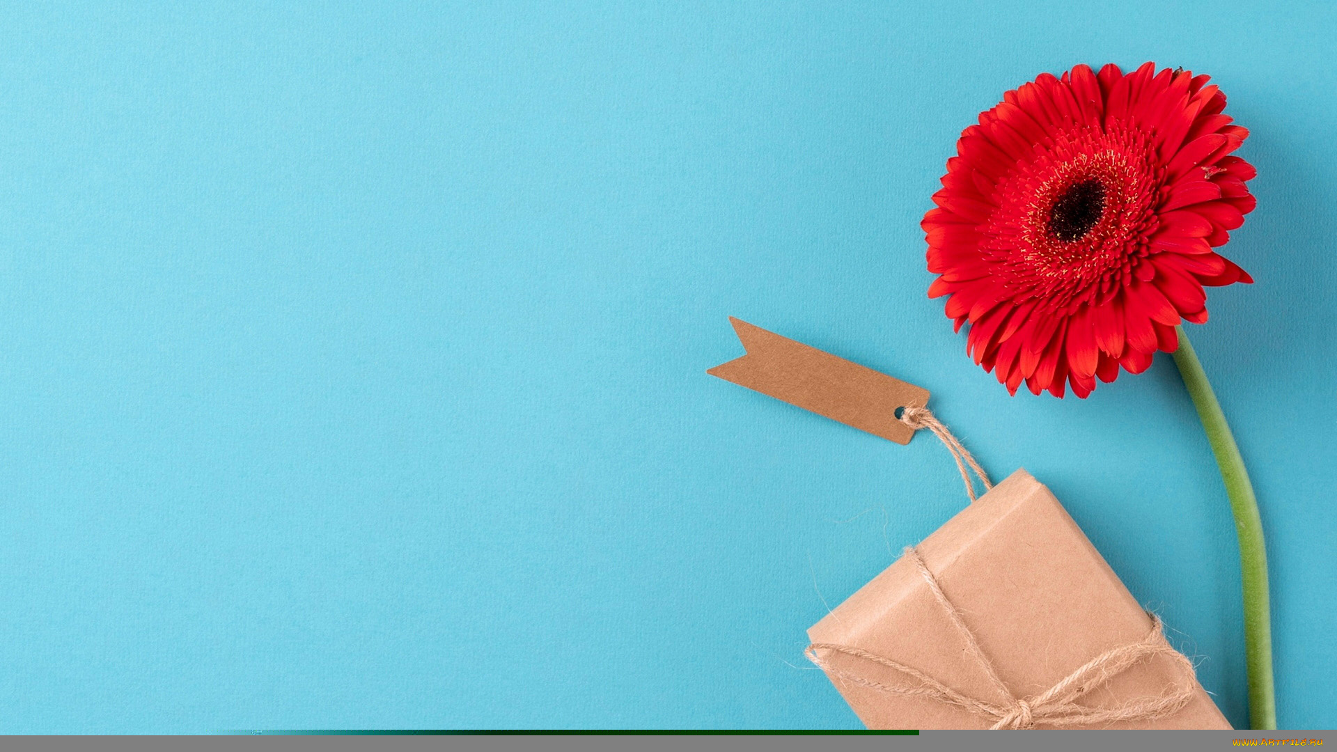 праздничные, подарки, и, коробочки, гербера, алая, подарок