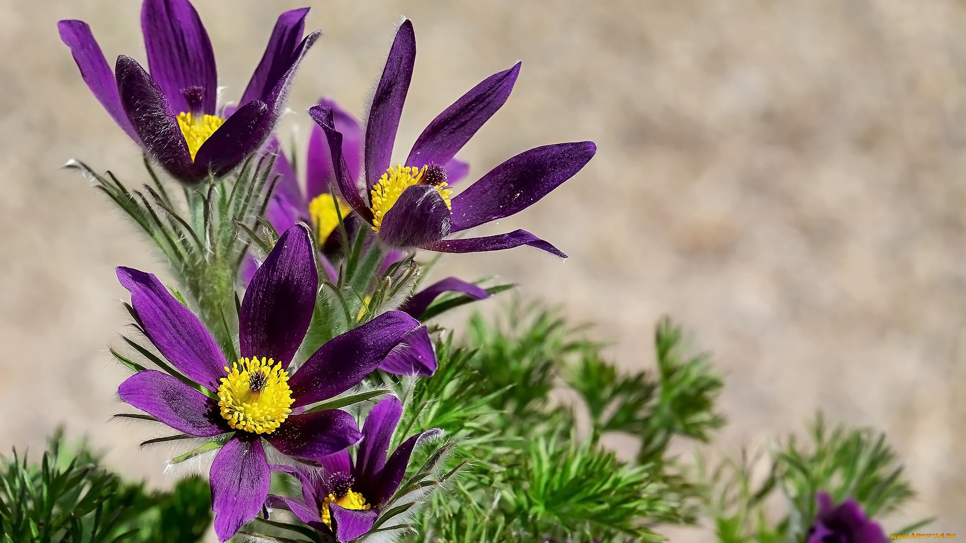 цветы, анемоны, , сон-трава, сон-трава