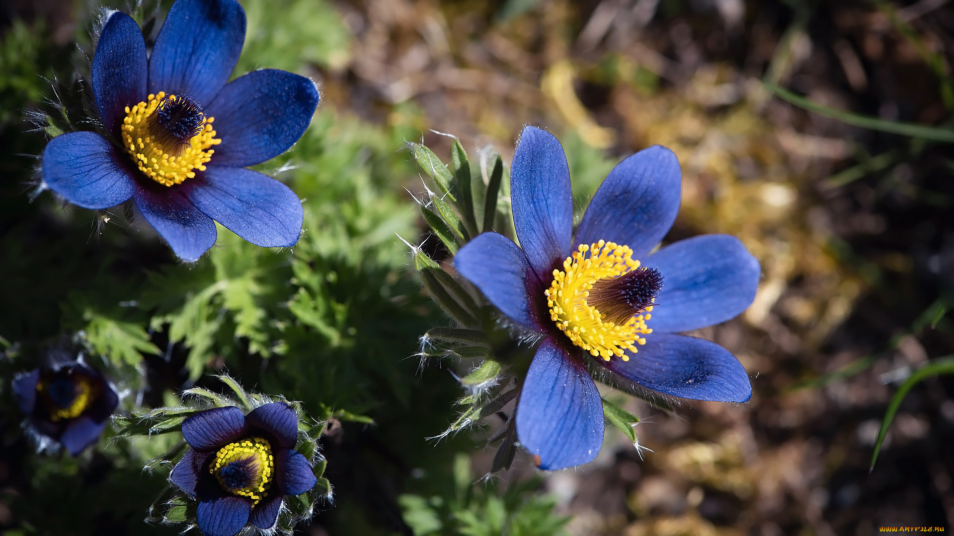 цветы, анемоны, , сон-трава, сон-трава