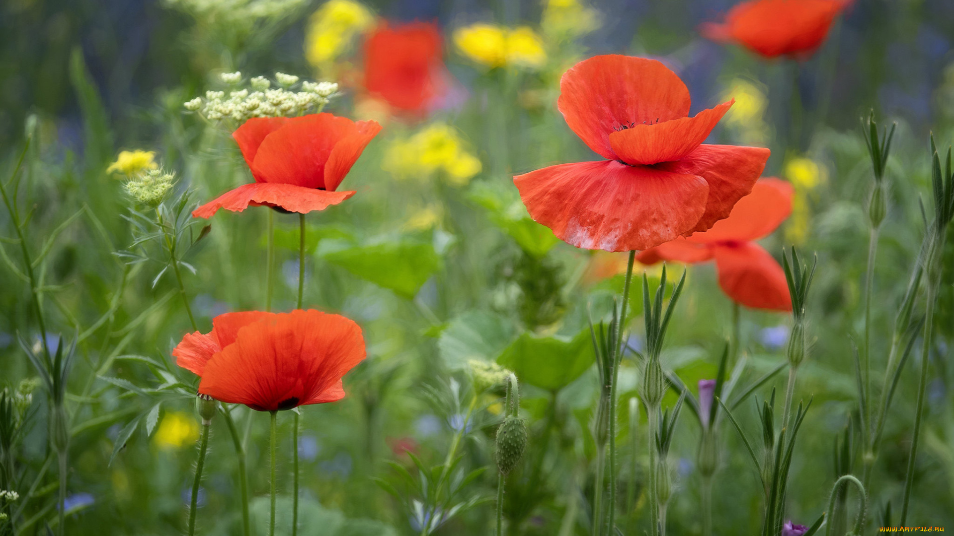 цветы, маки, луг, лето
