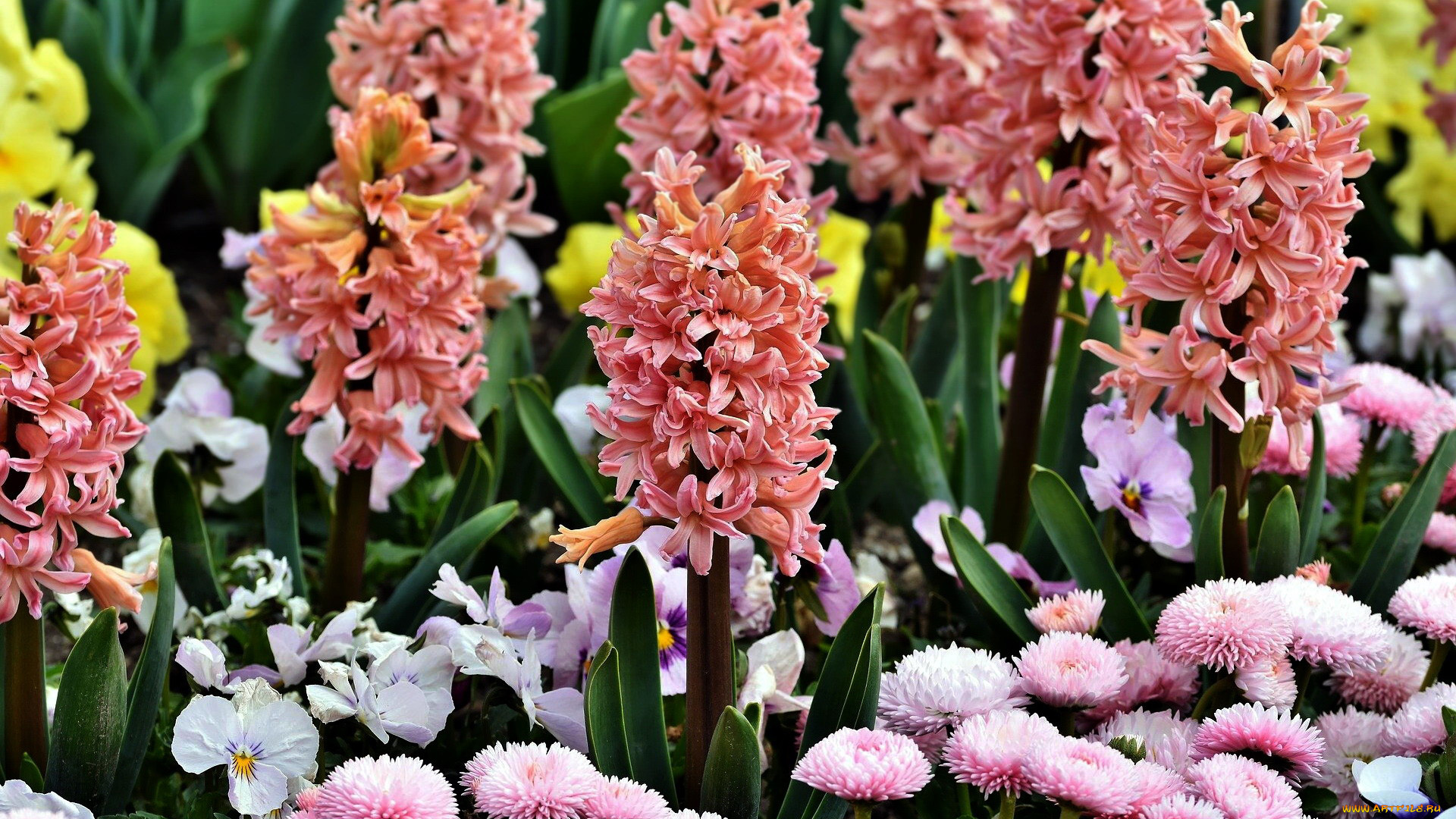 цветы, разные, вместе, анютины, глазки, гиацинты, маргаритки