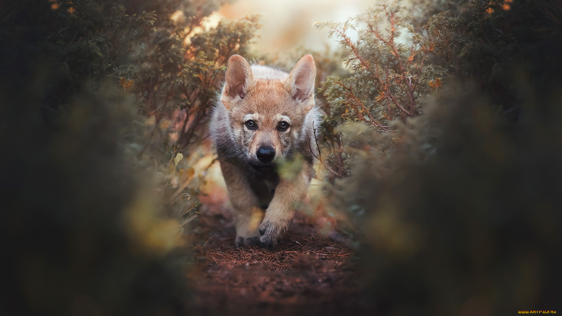 животные, собаки, собака