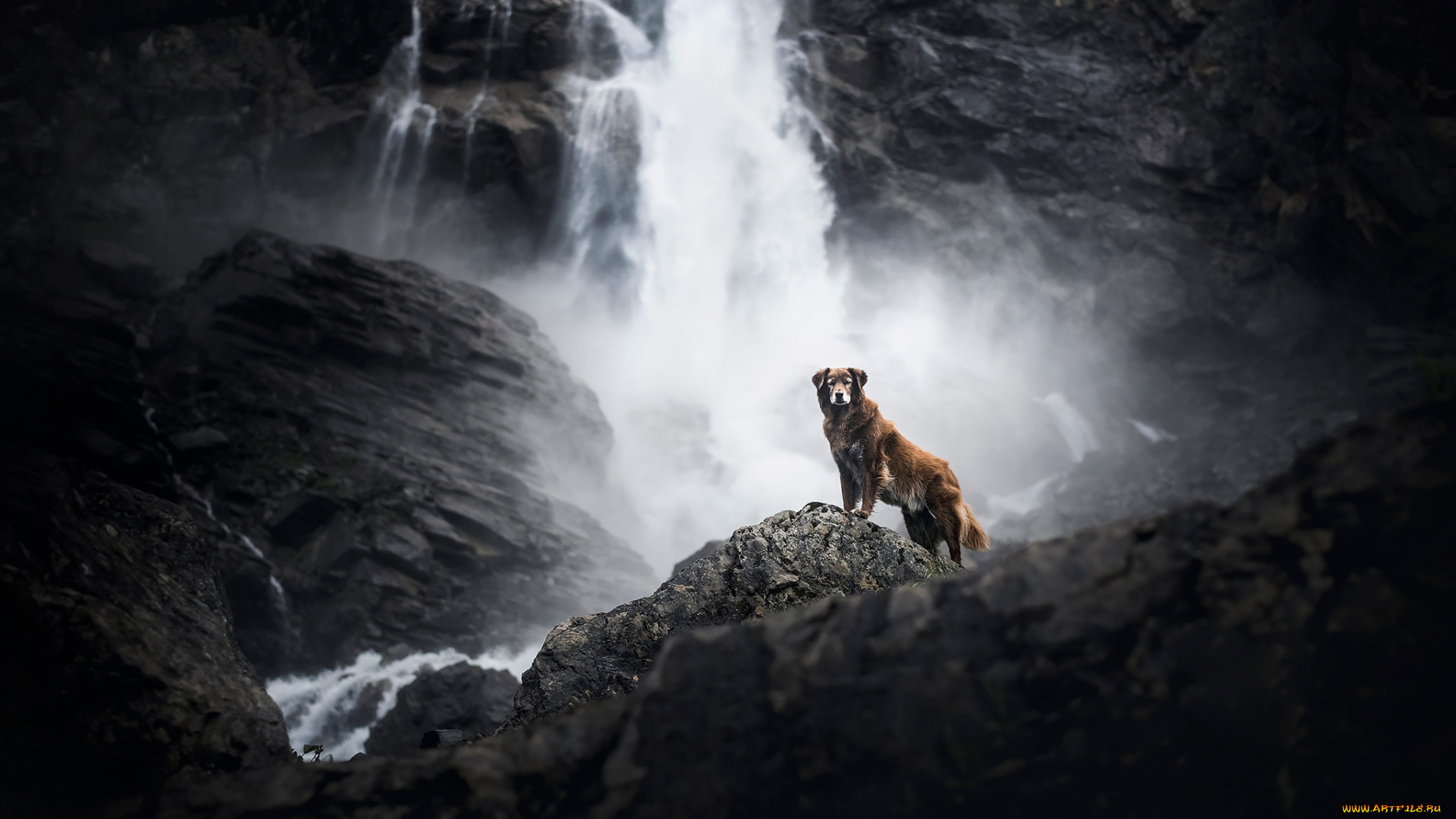 животные, собаки, собака