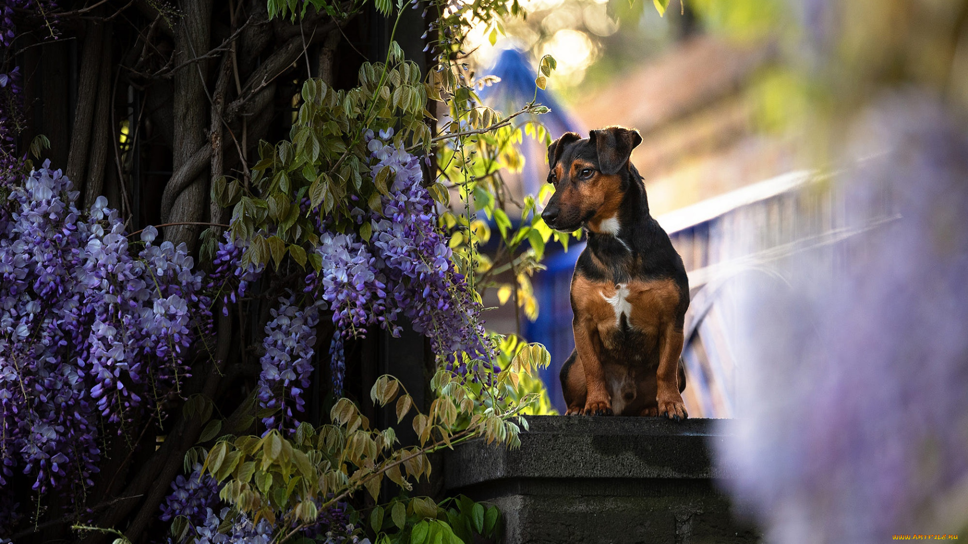 животные, собаки, собака