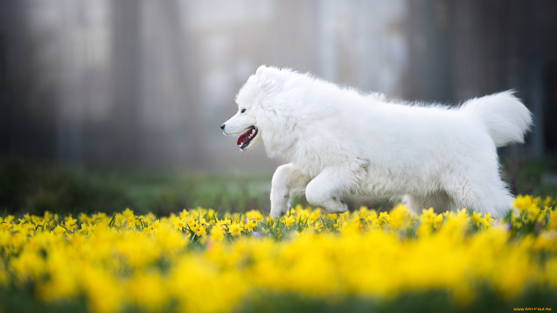 животные, собаки, собака