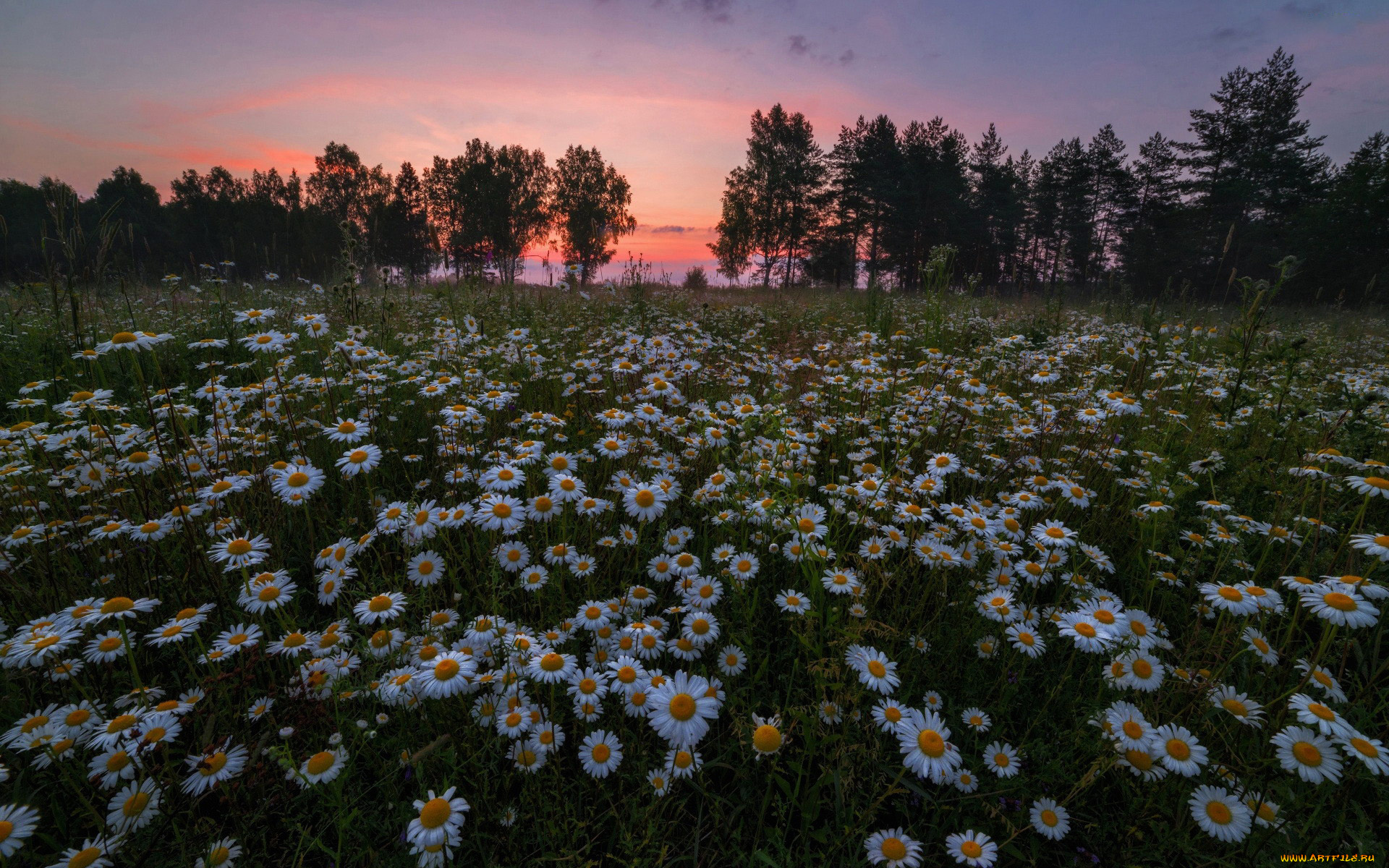 цветы, ромашки, луг, закат
