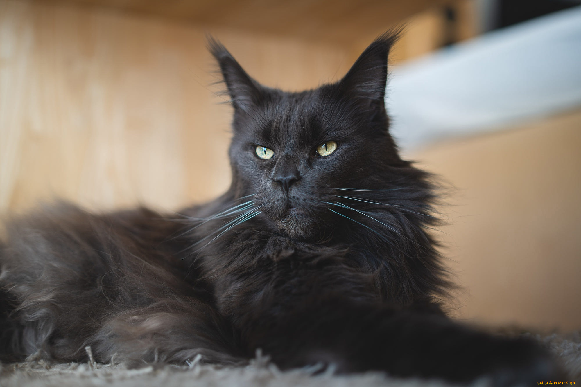 животные, коты, кот, кошка