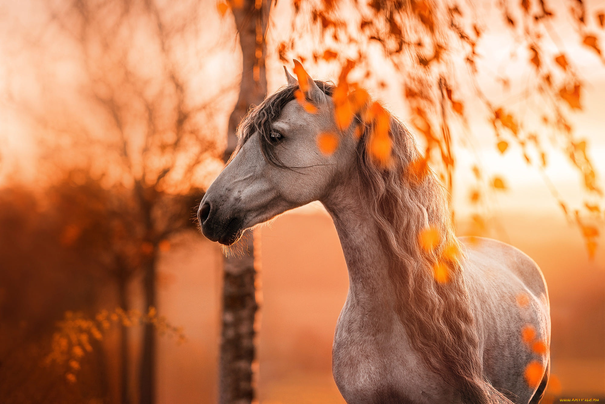 животные, лошади, лошадь