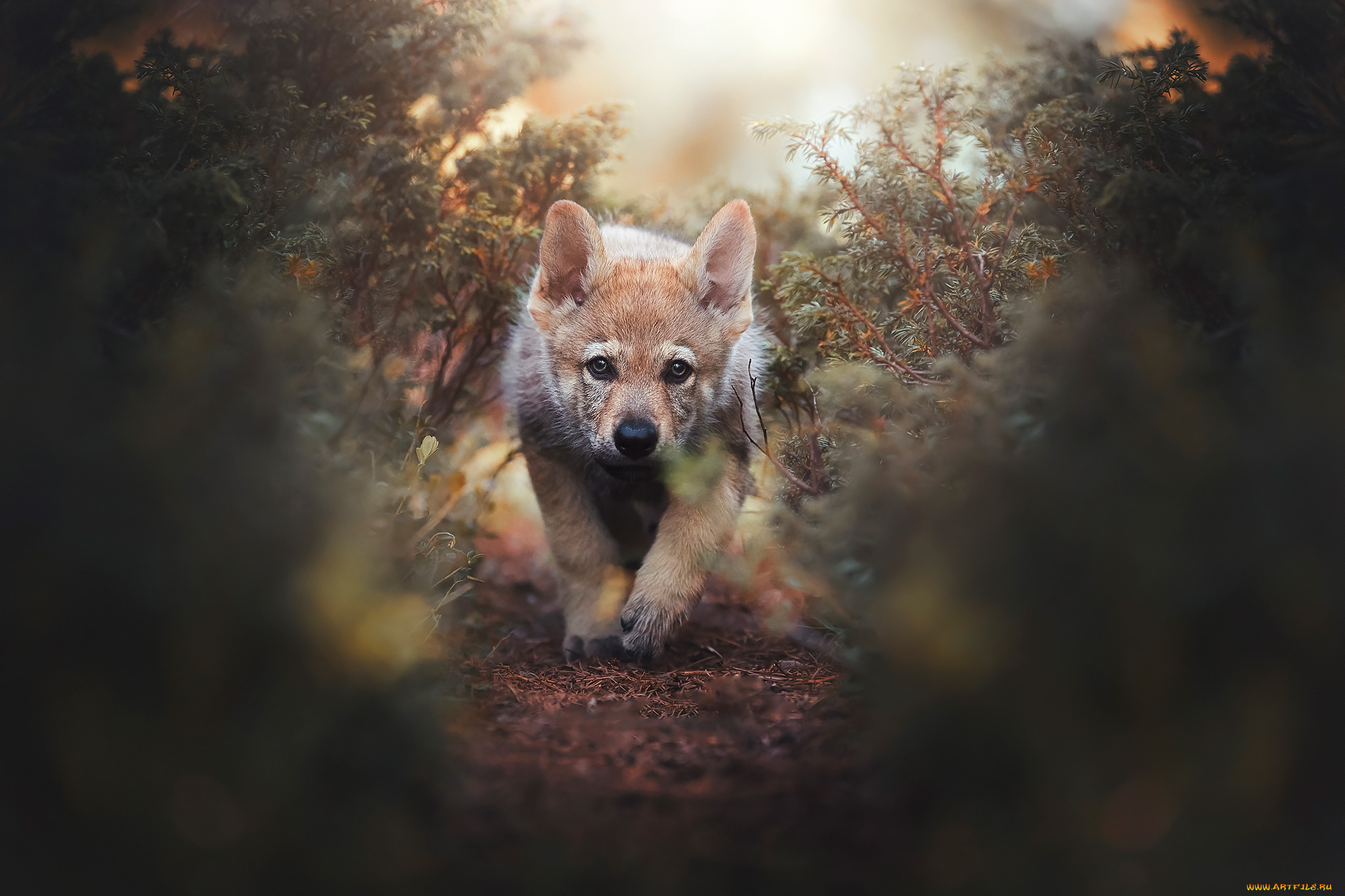 животные, собаки, собака