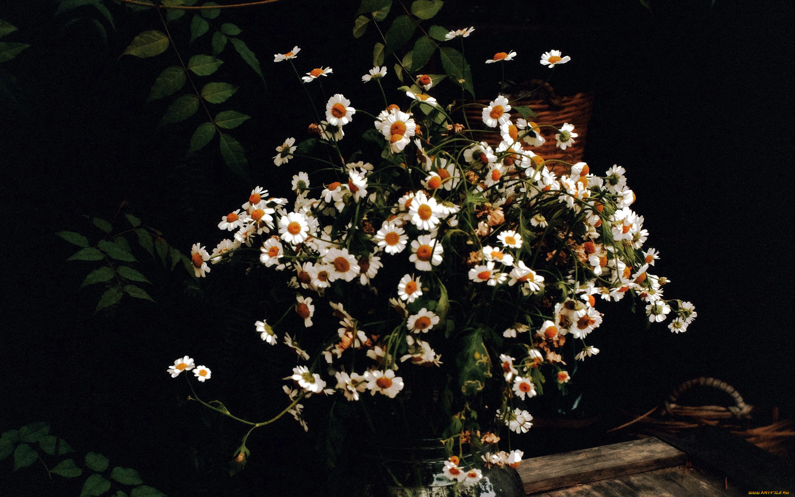 цветы, ромашки, букет