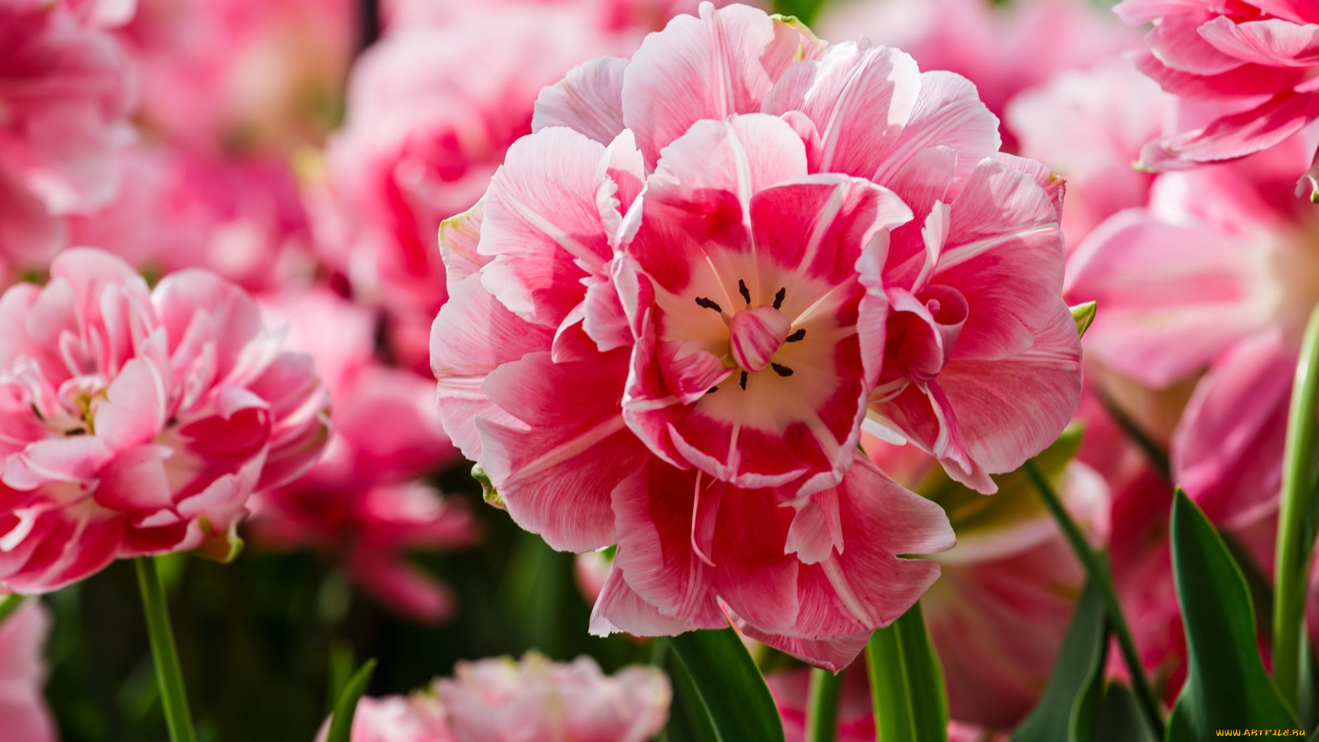 цветы, тюльпаны, розовые, макро, много