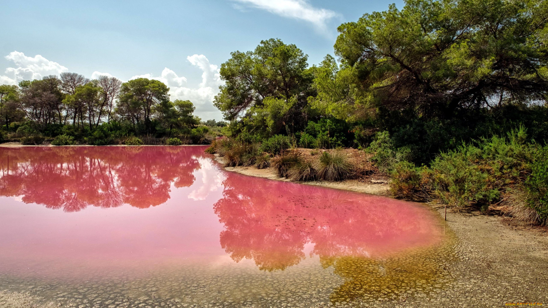 pink, waters, of, albufera, spain, природа, реки, озера, pink, waters, of, albufera