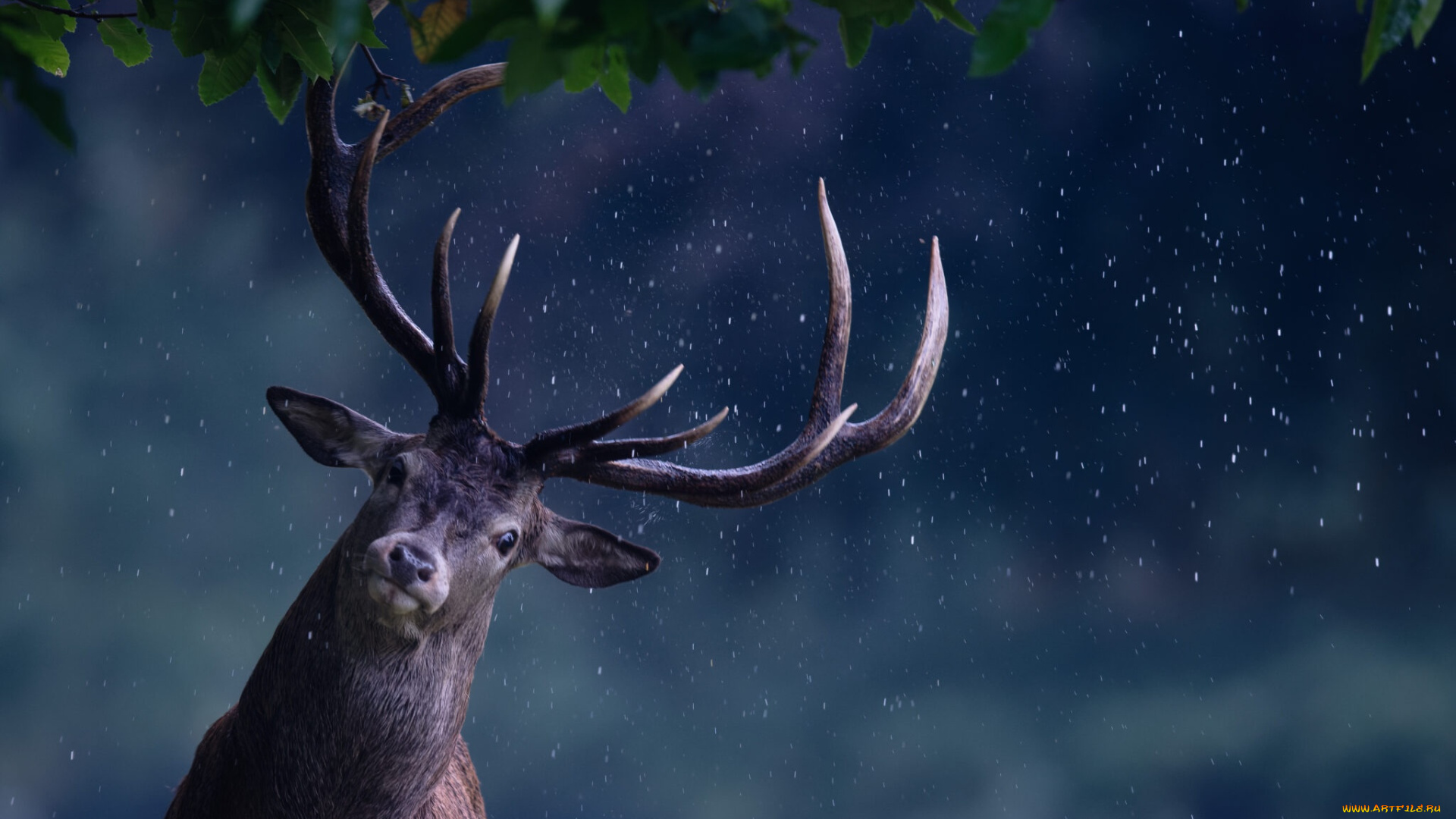 животные, олени, олень