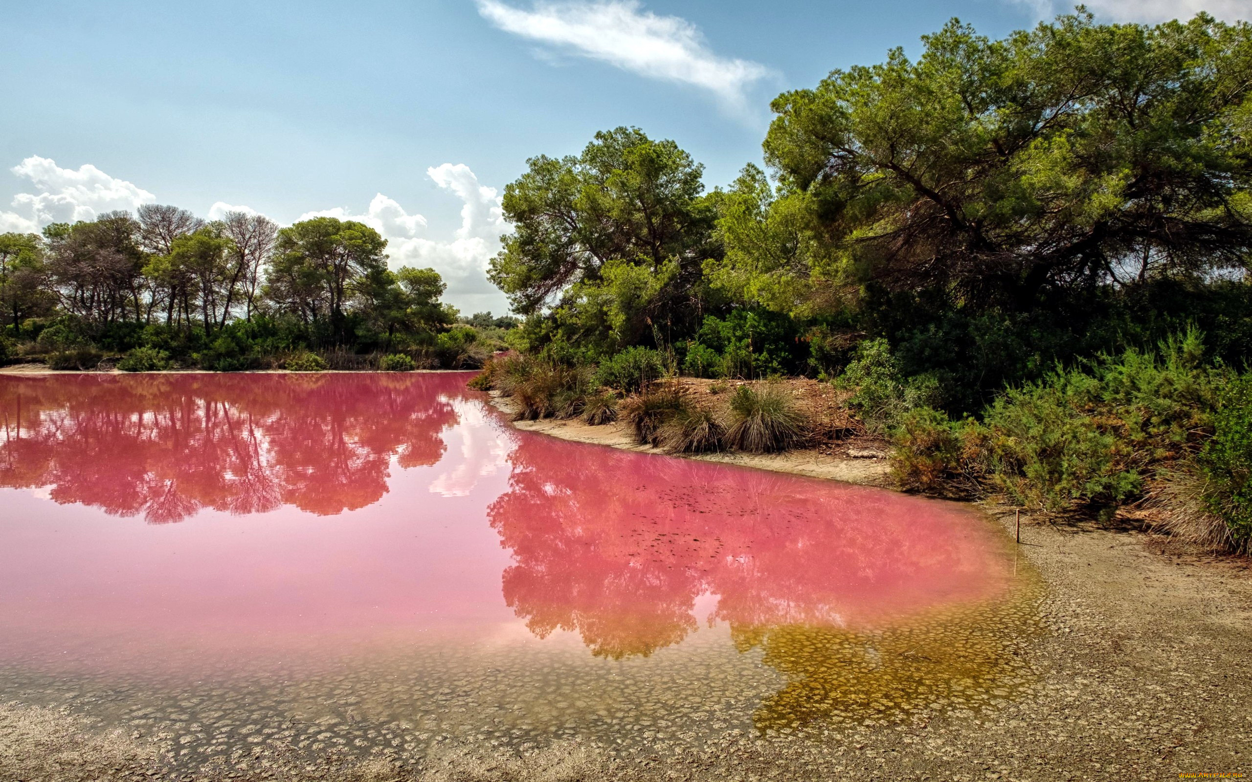 pink, waters, of, albufera, spain, природа, реки, озера, pink, waters, of, albufera