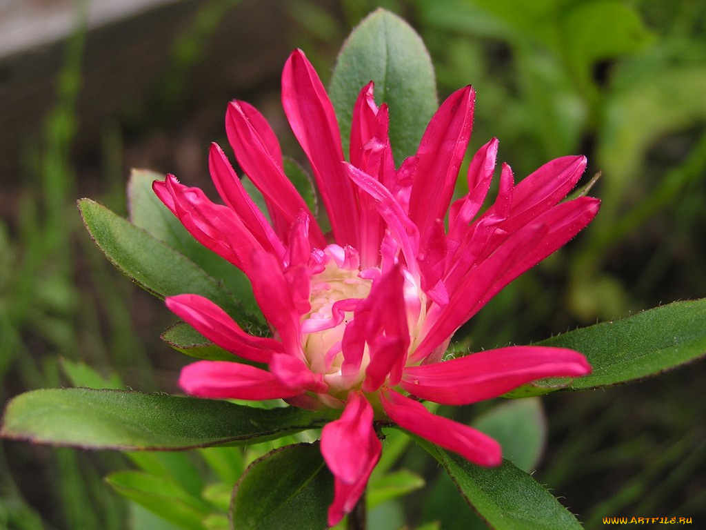 цветы, астры