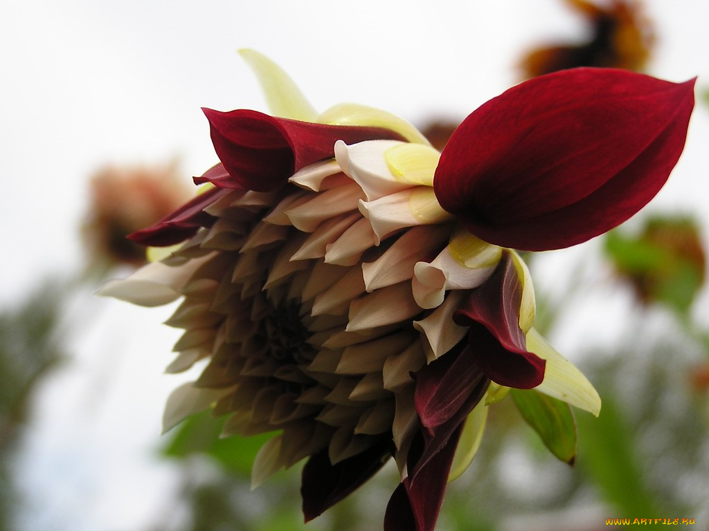 цветы, георгины