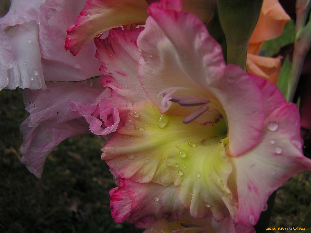 цветы, гладиолусы