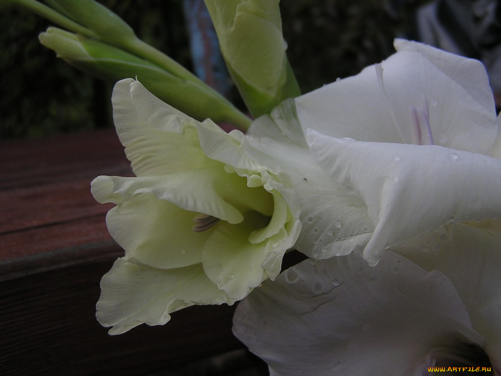 цветы, гладиолусы