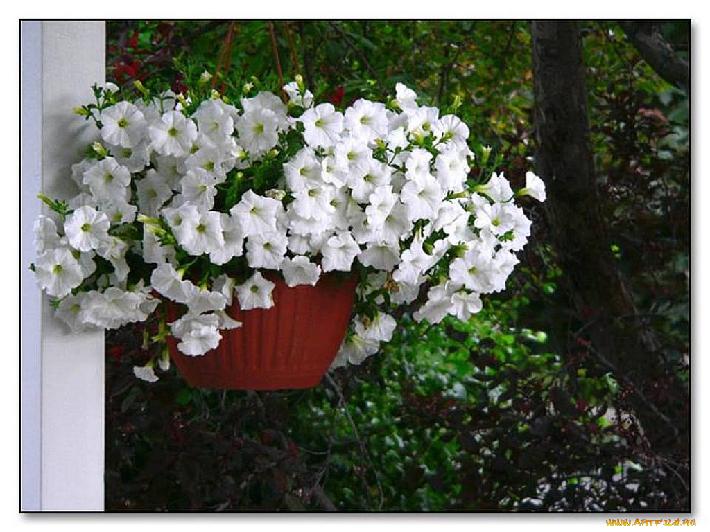 цветы, петунии, калибрахоа