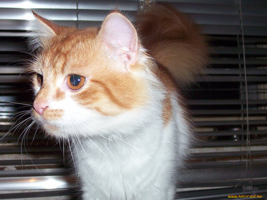 pe001, животные, коты