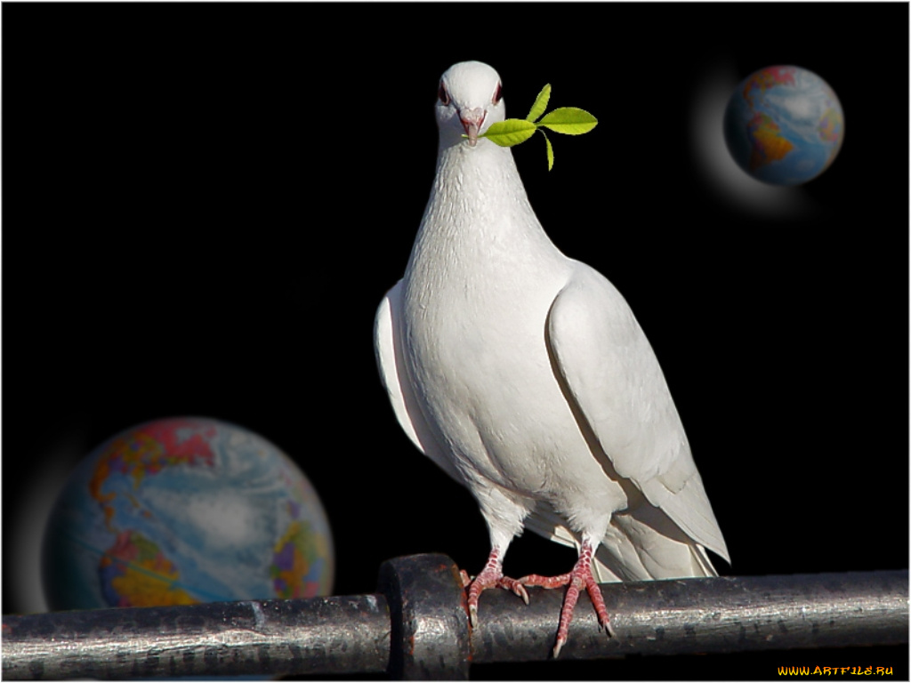 животные, голуби