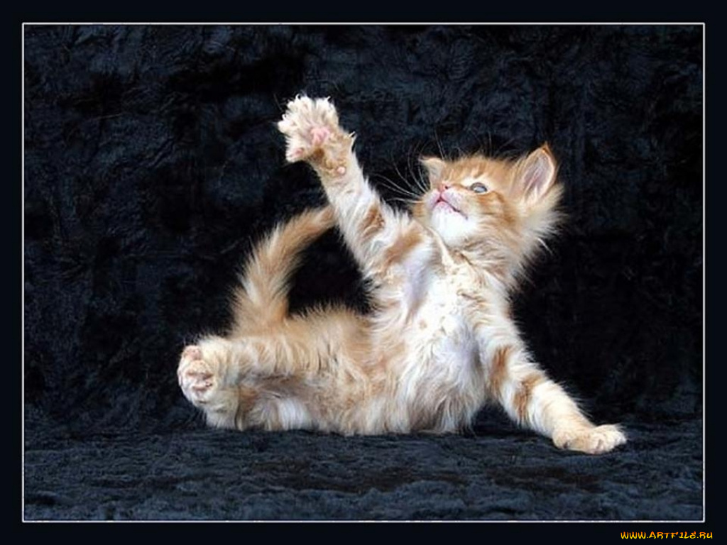 животные, коты