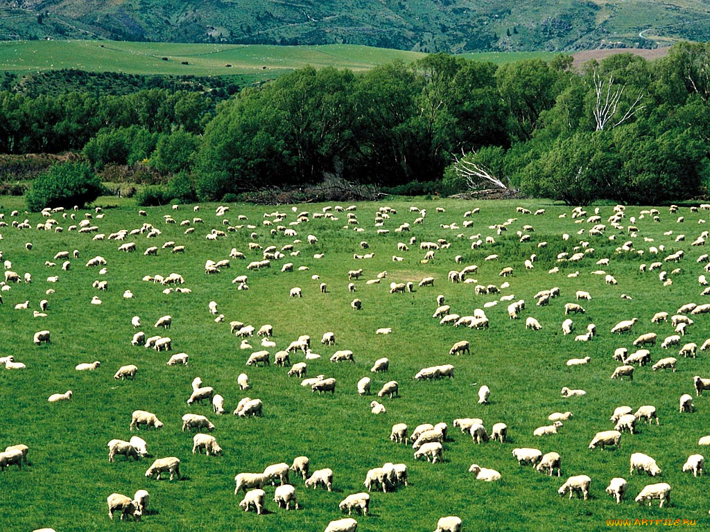 животные, овцы, бараны