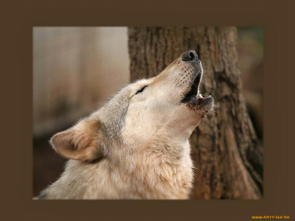 животные, волки