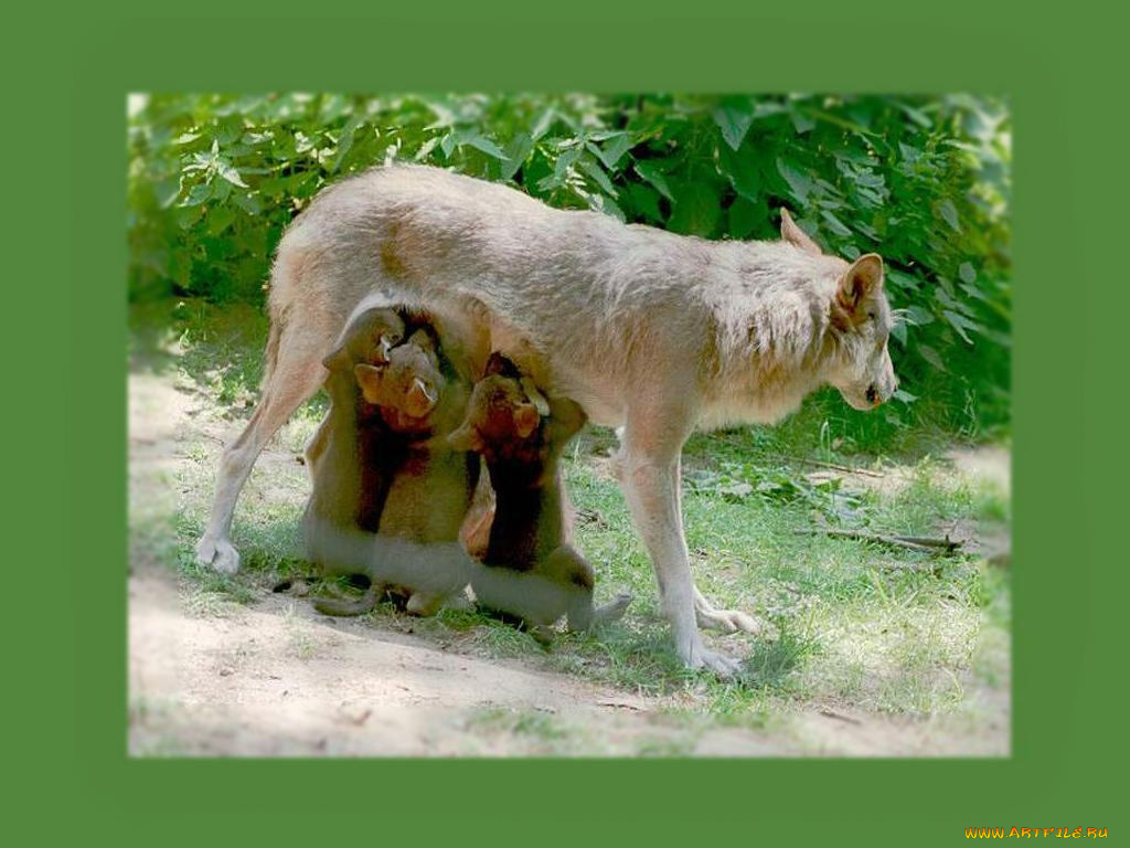 животные, волки