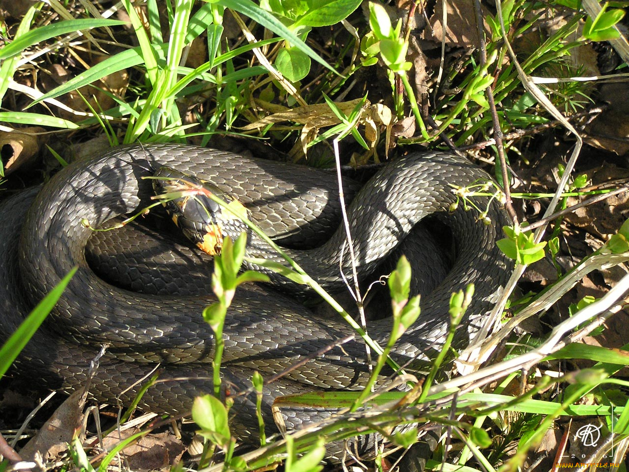животные, змеи, питоны, кобры