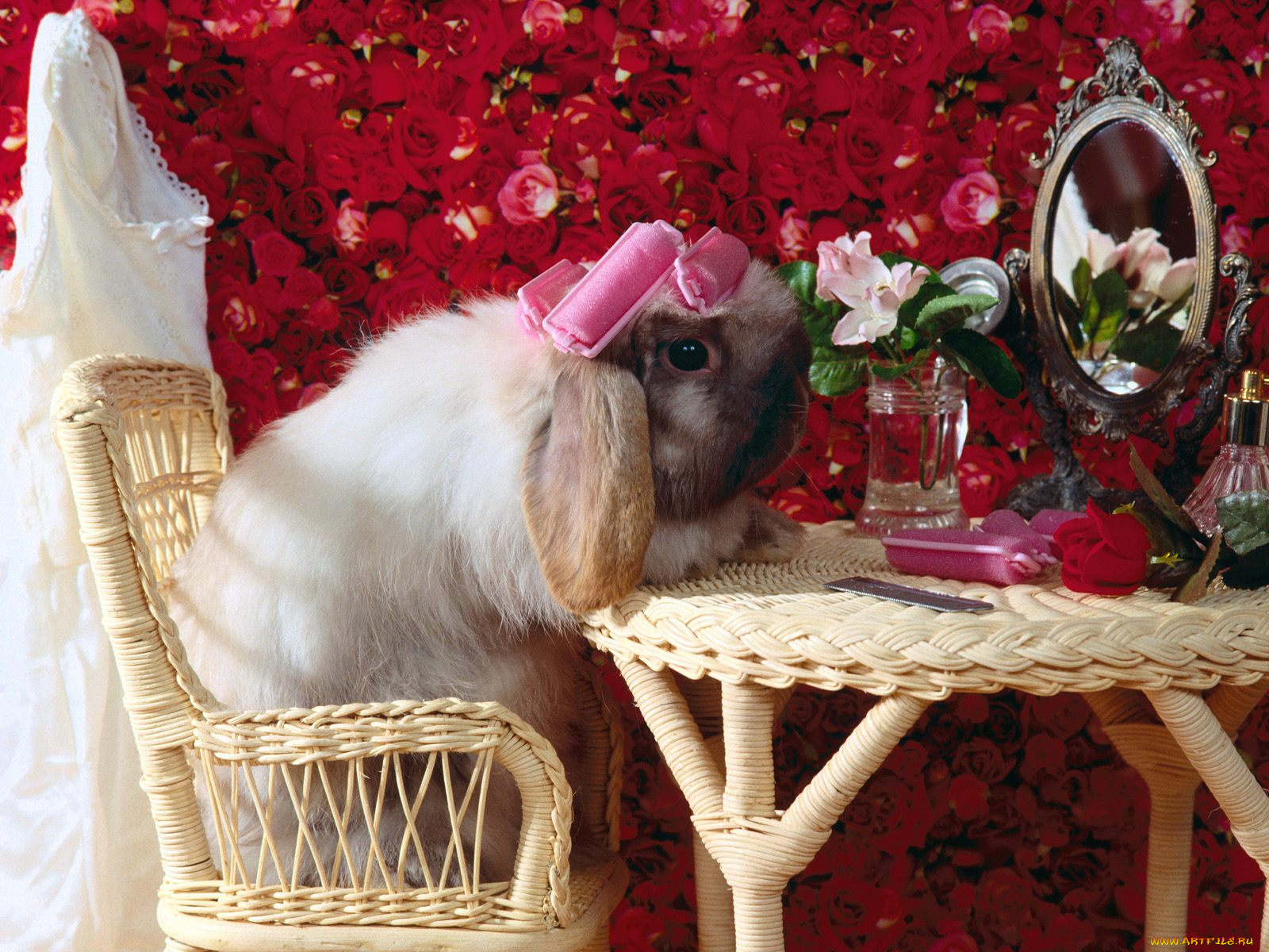 bad, hare, day, животные, кролики, зайцы