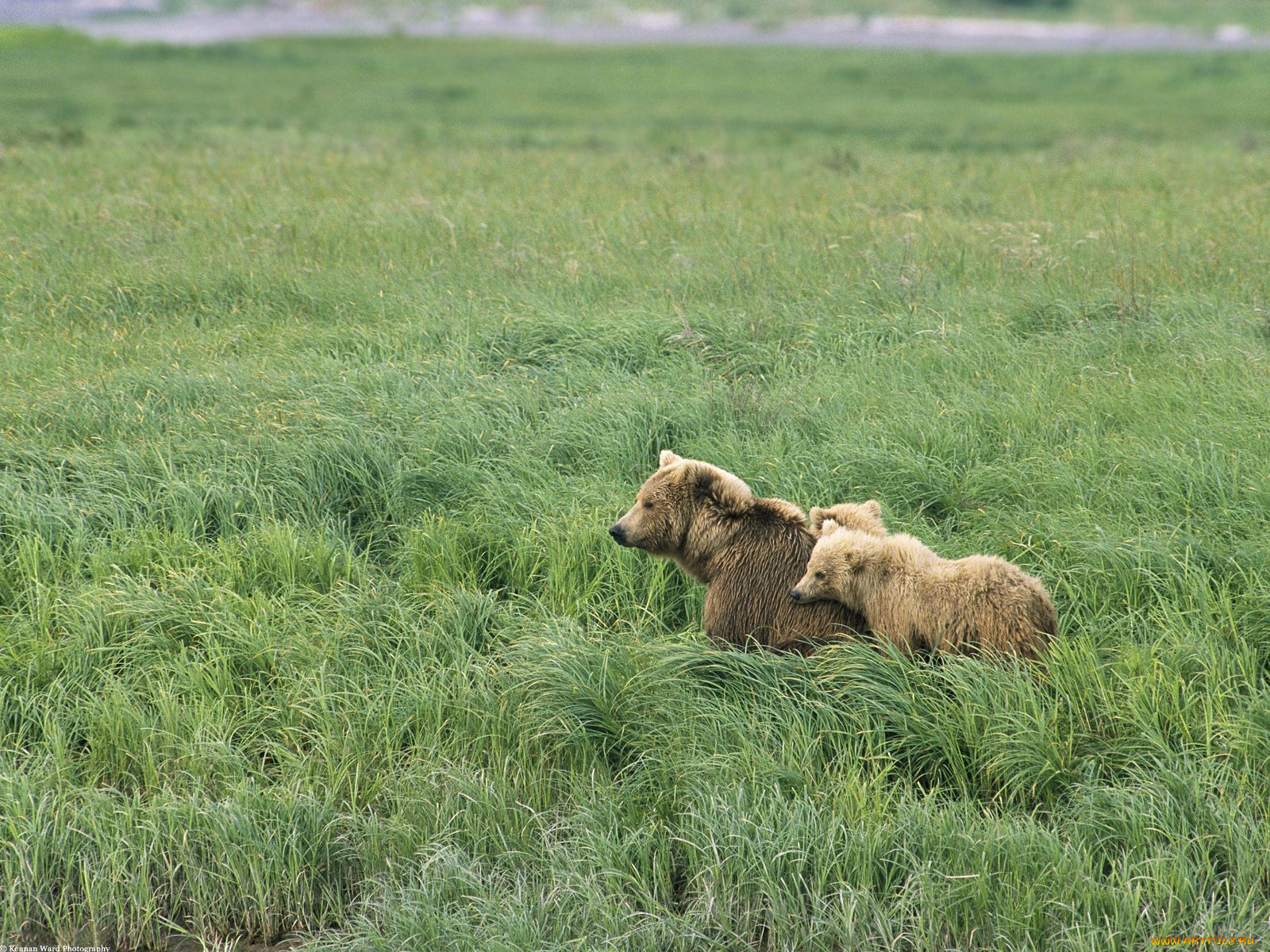 momma, and, her, cubs, brown, bears, alaska, животные, медведи