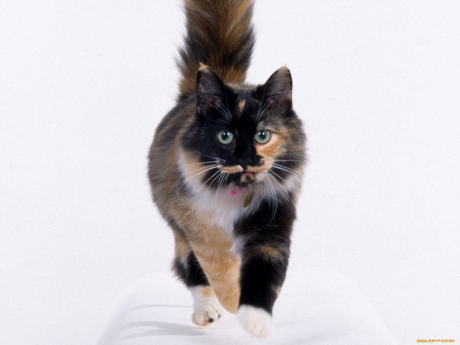 животные, коты