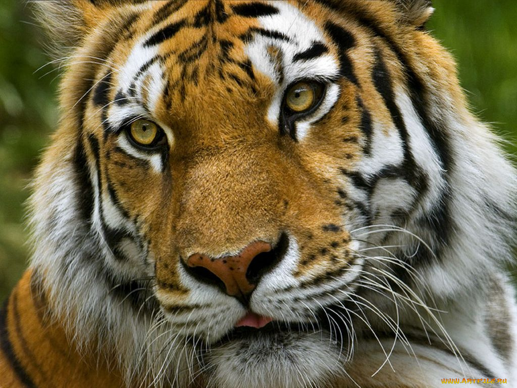 животные, тигры