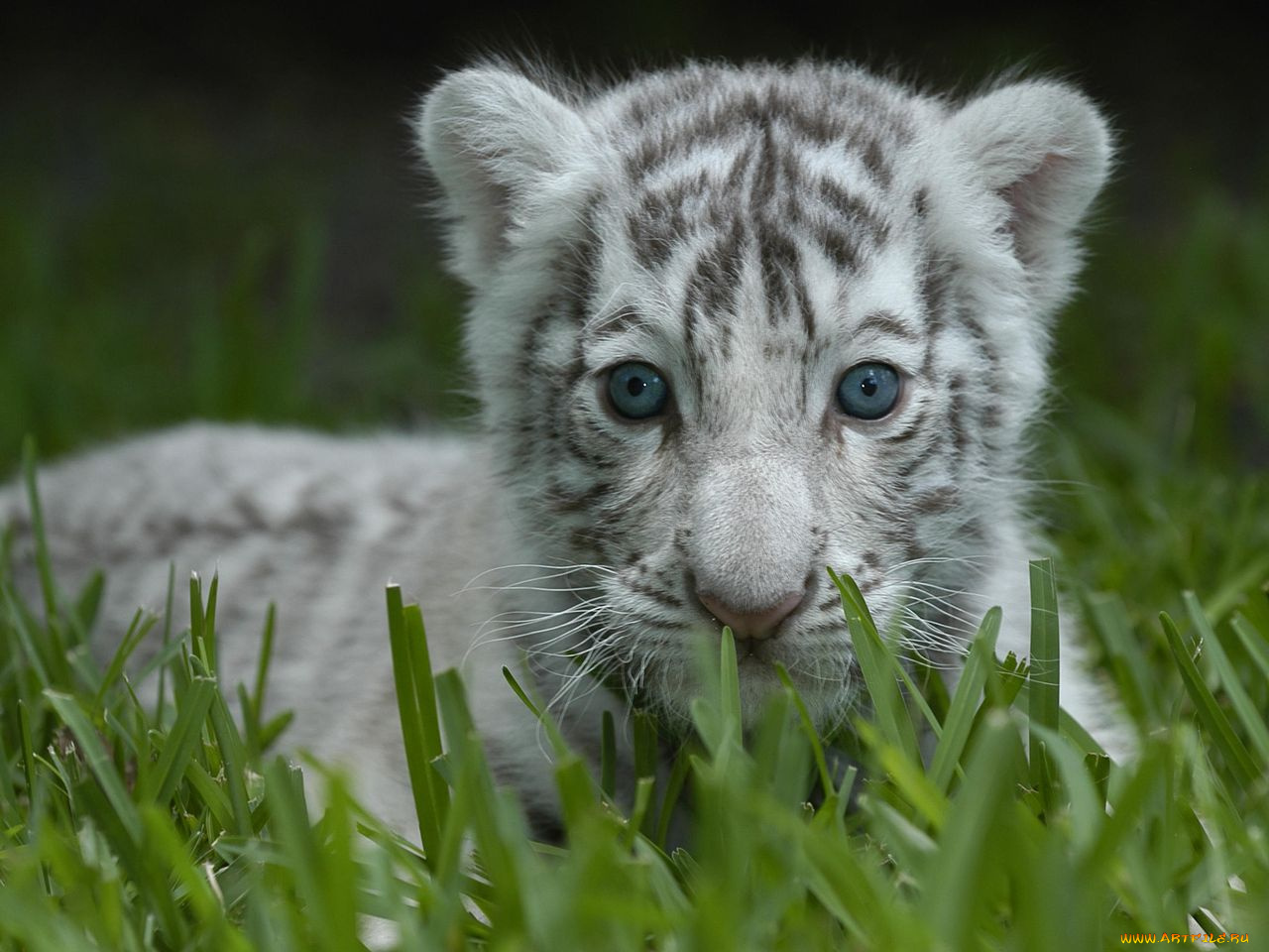 животные, тигры