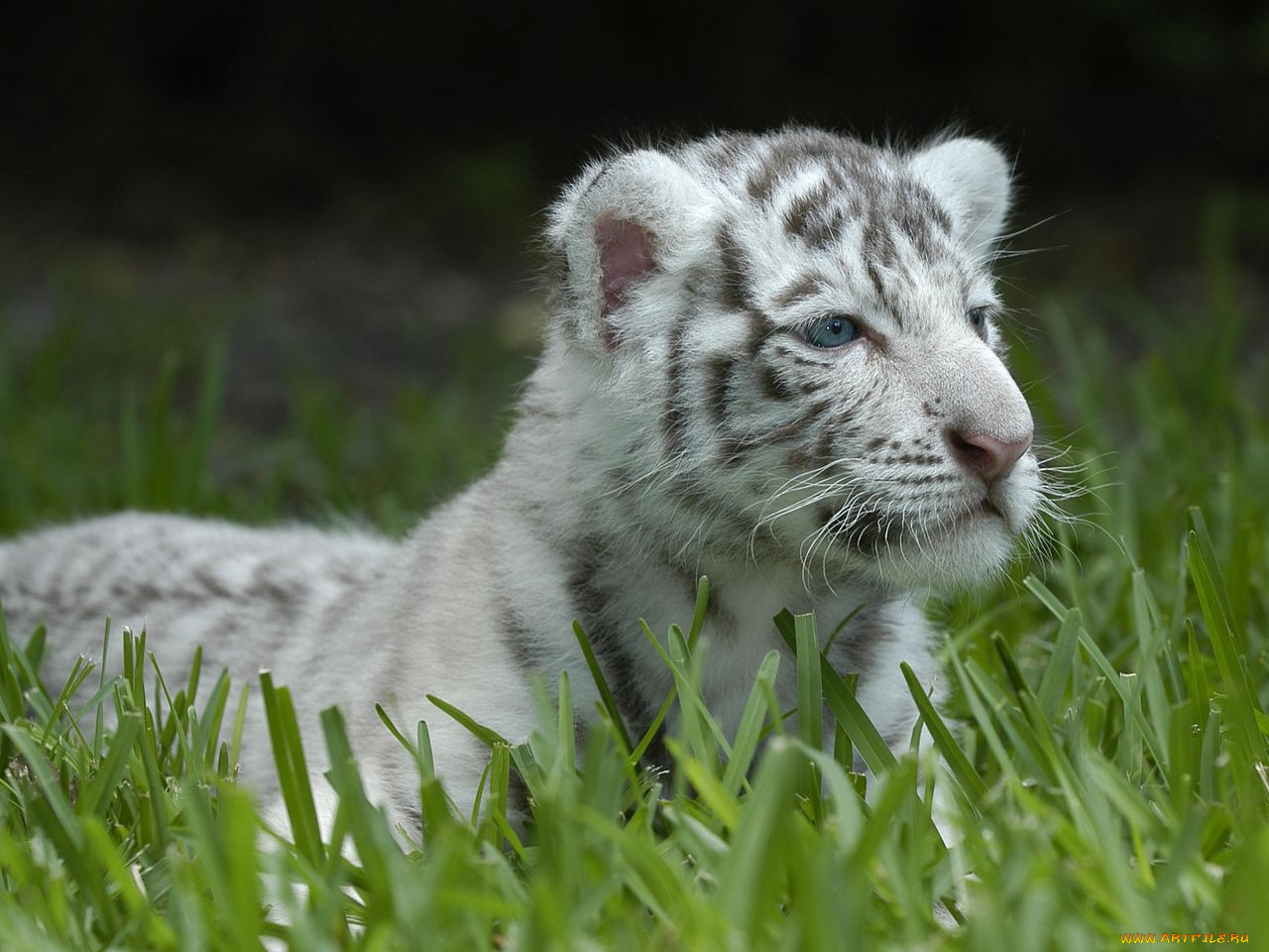 животные, тигры