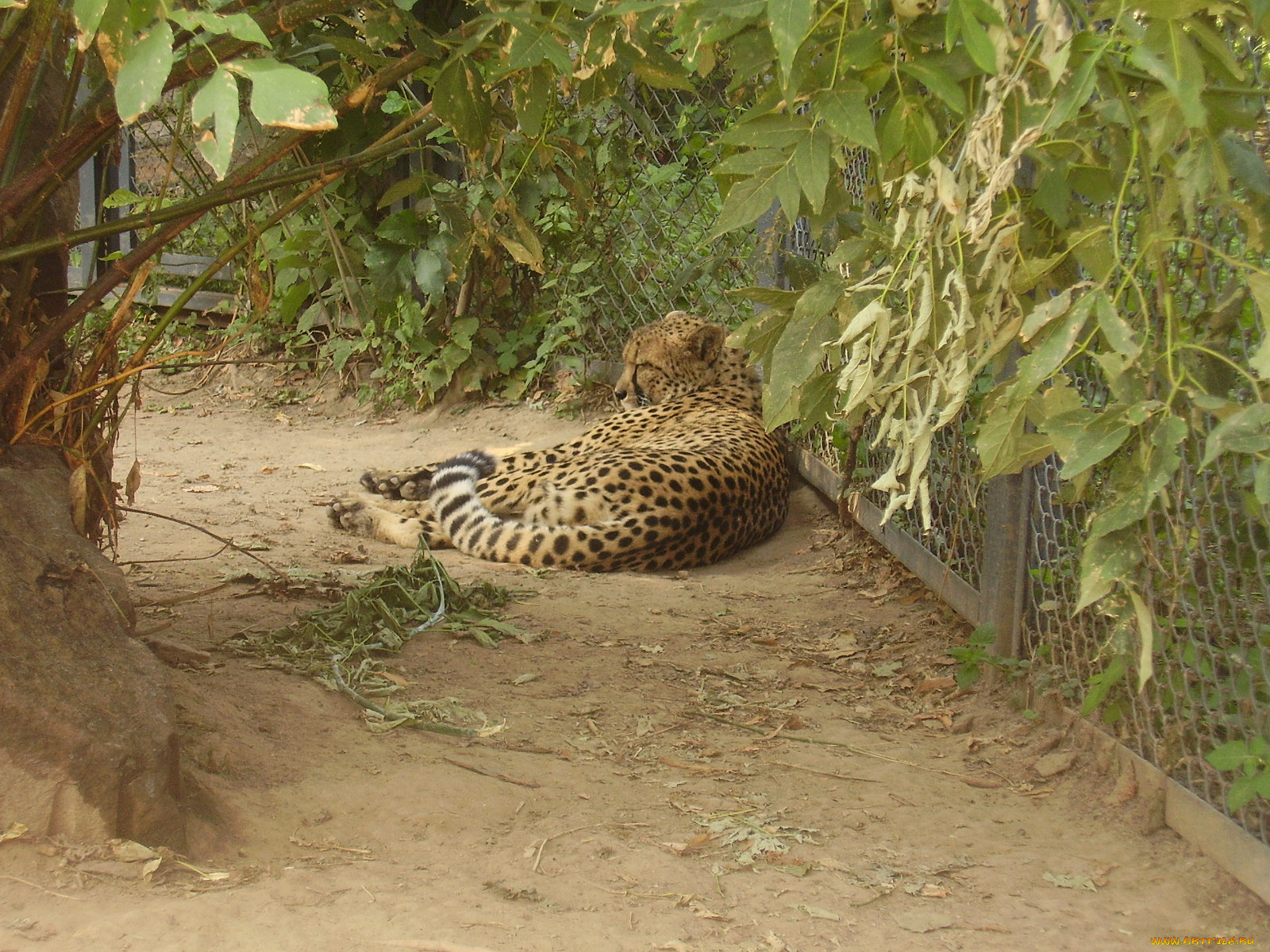 московский, зоопарк, животные, гепарды