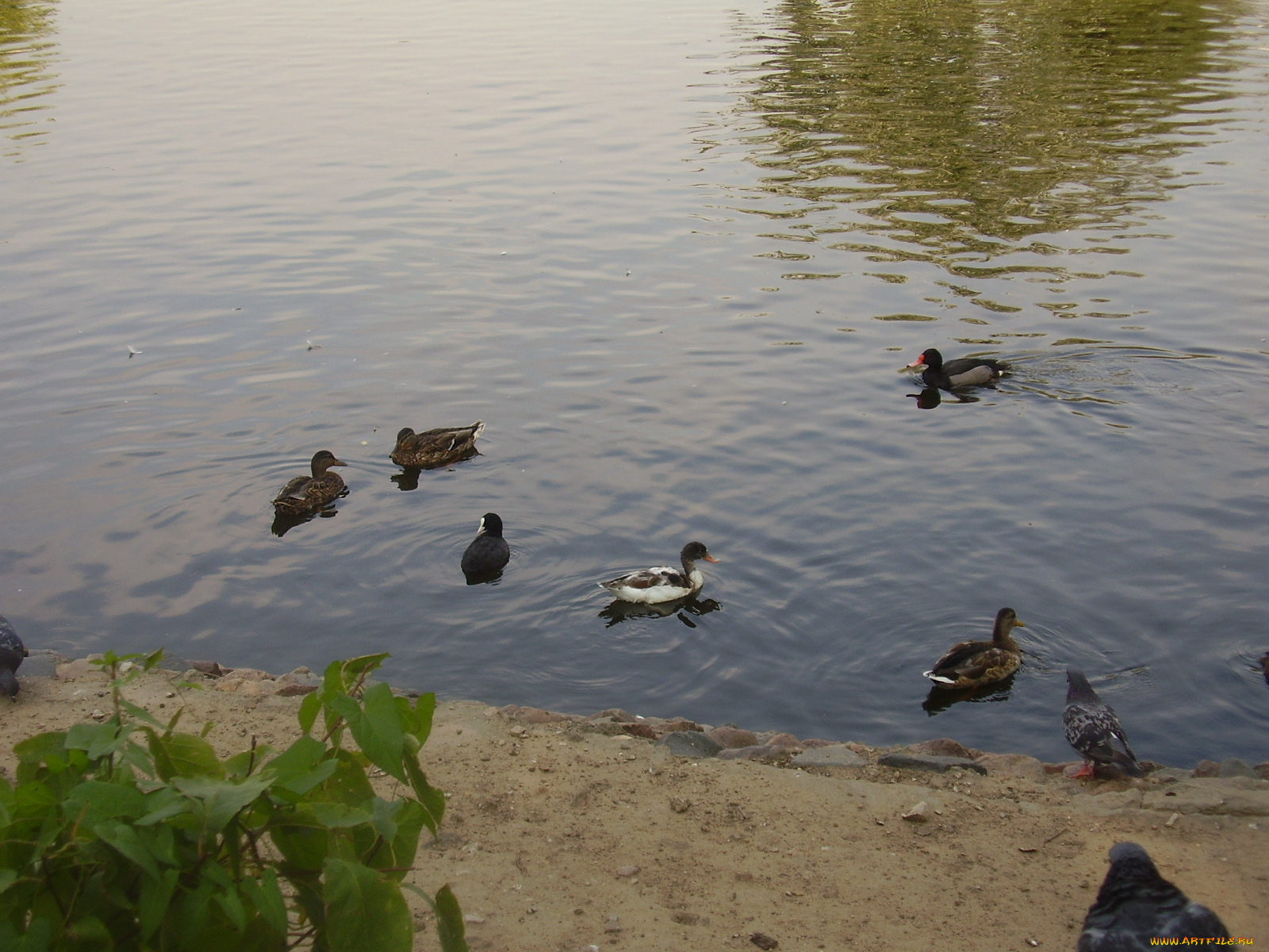 московский, зоопарк, животные, утки