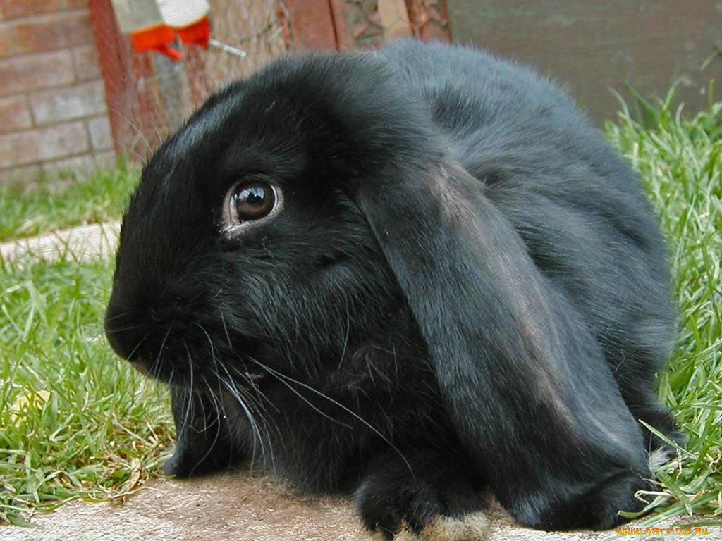 животные, кролики, зайцы