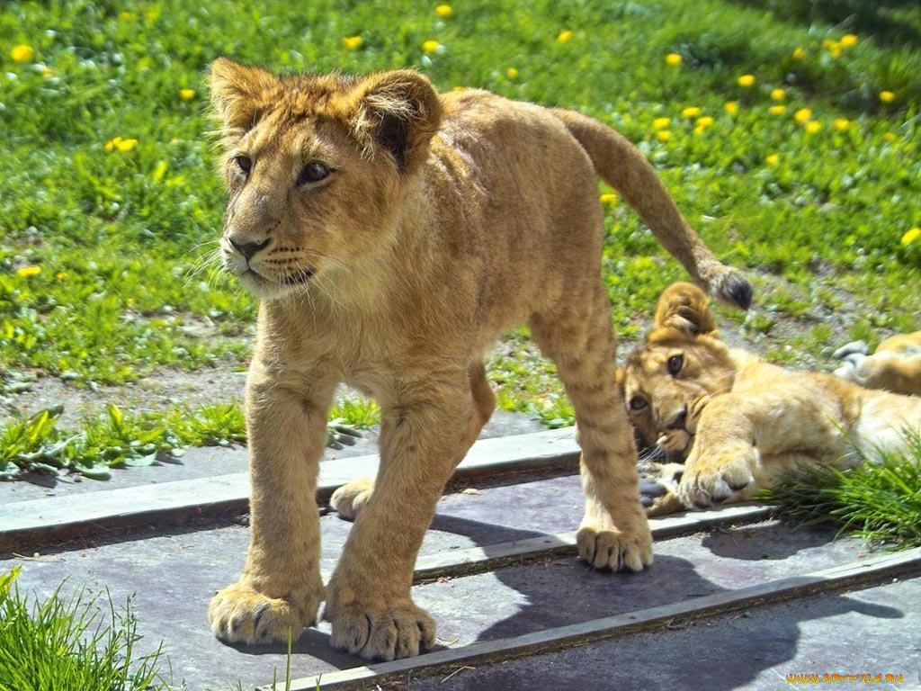 животные, львы