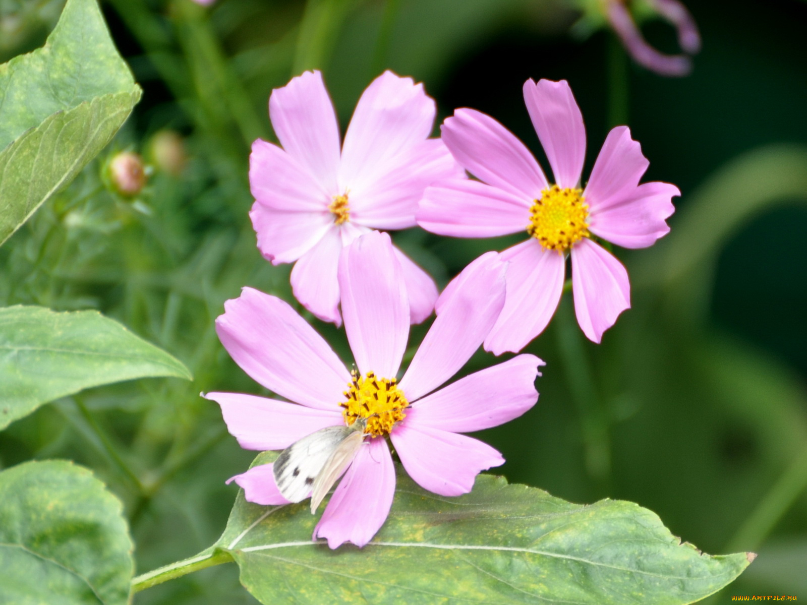 цветы, космея