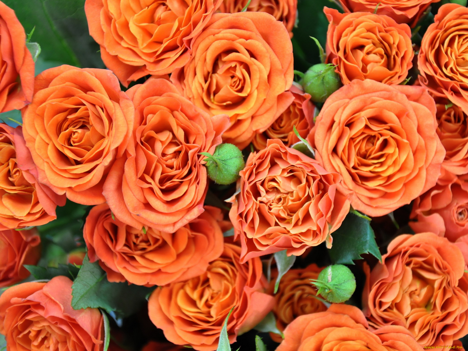 цветы, розы