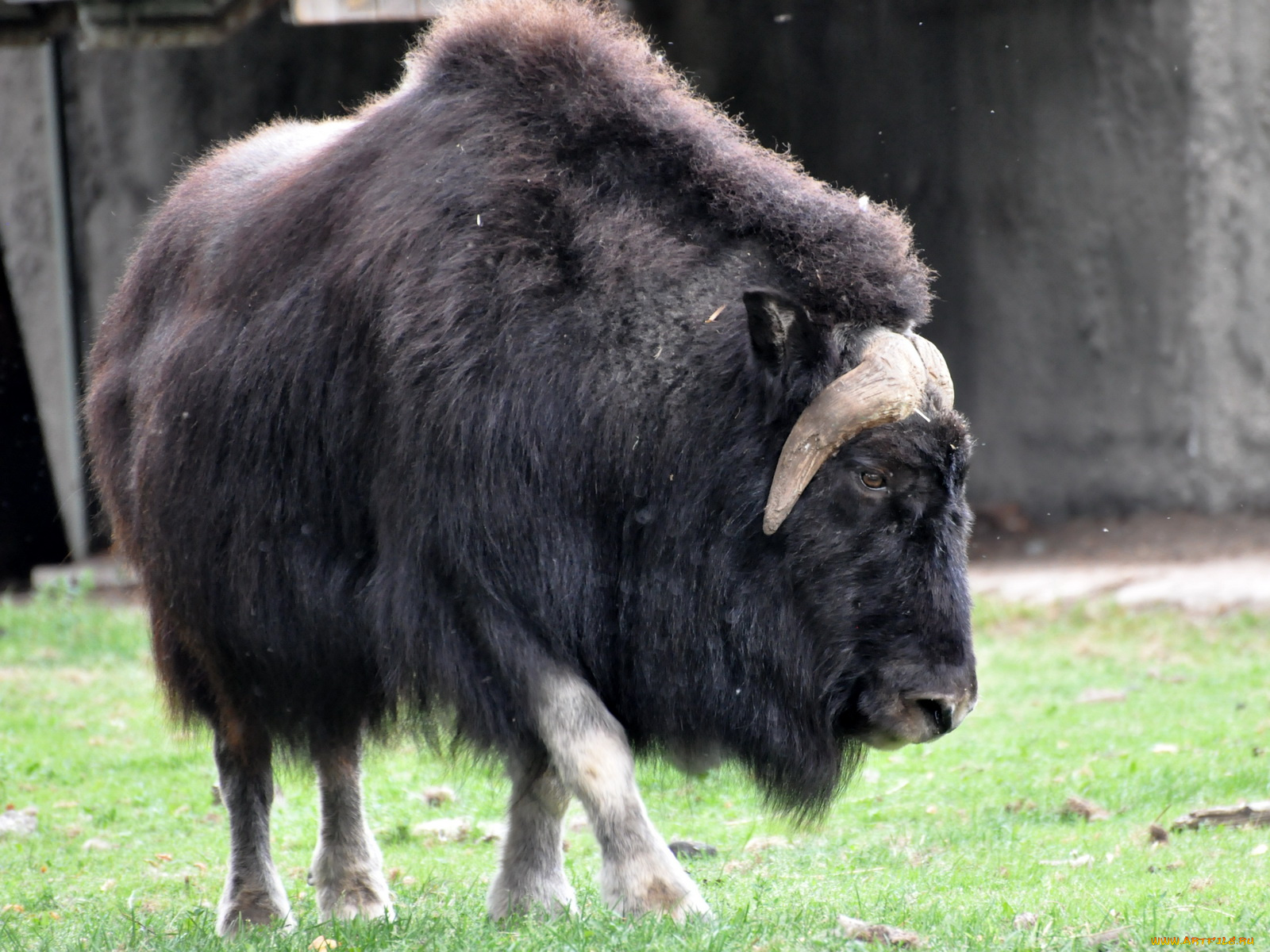 животные, коровы, буйволы