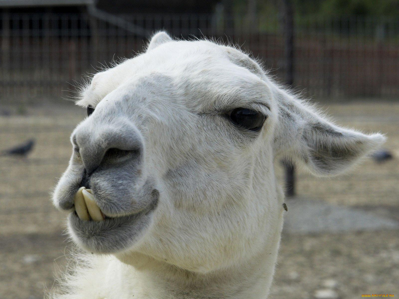 животные, ламы