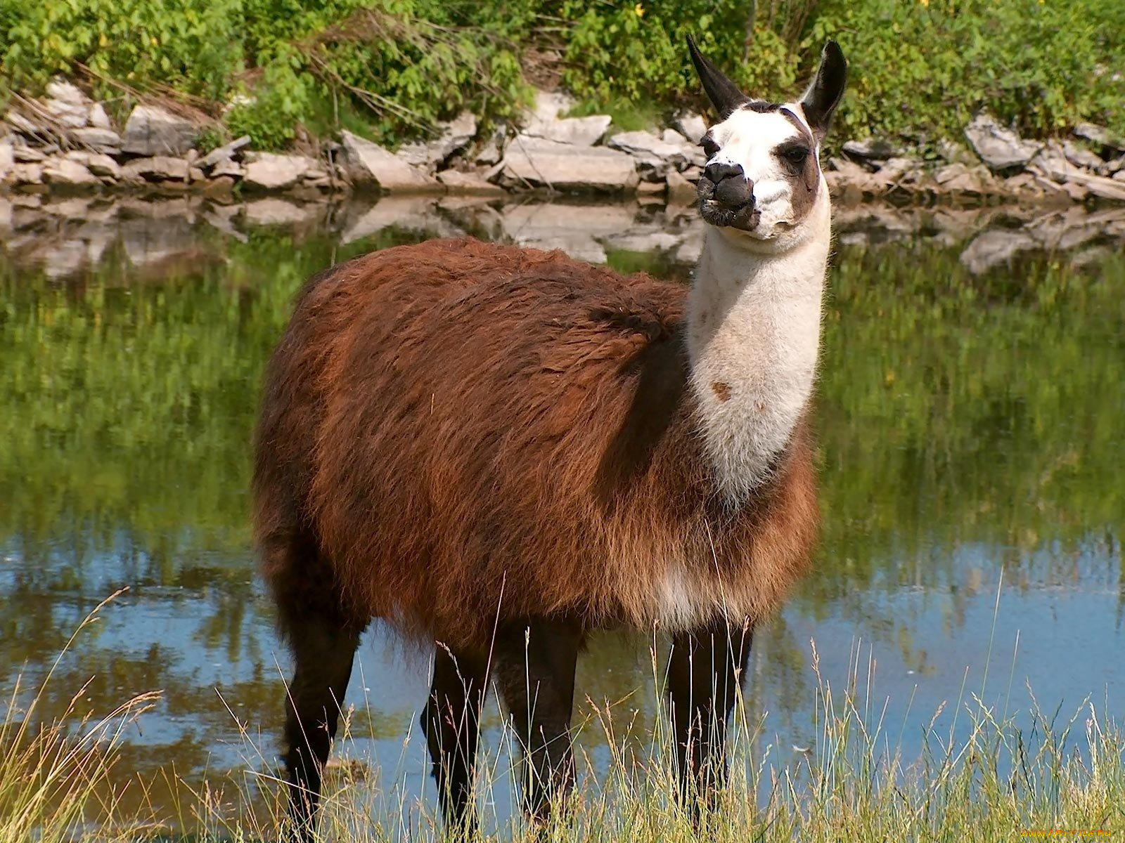 животные, ламы