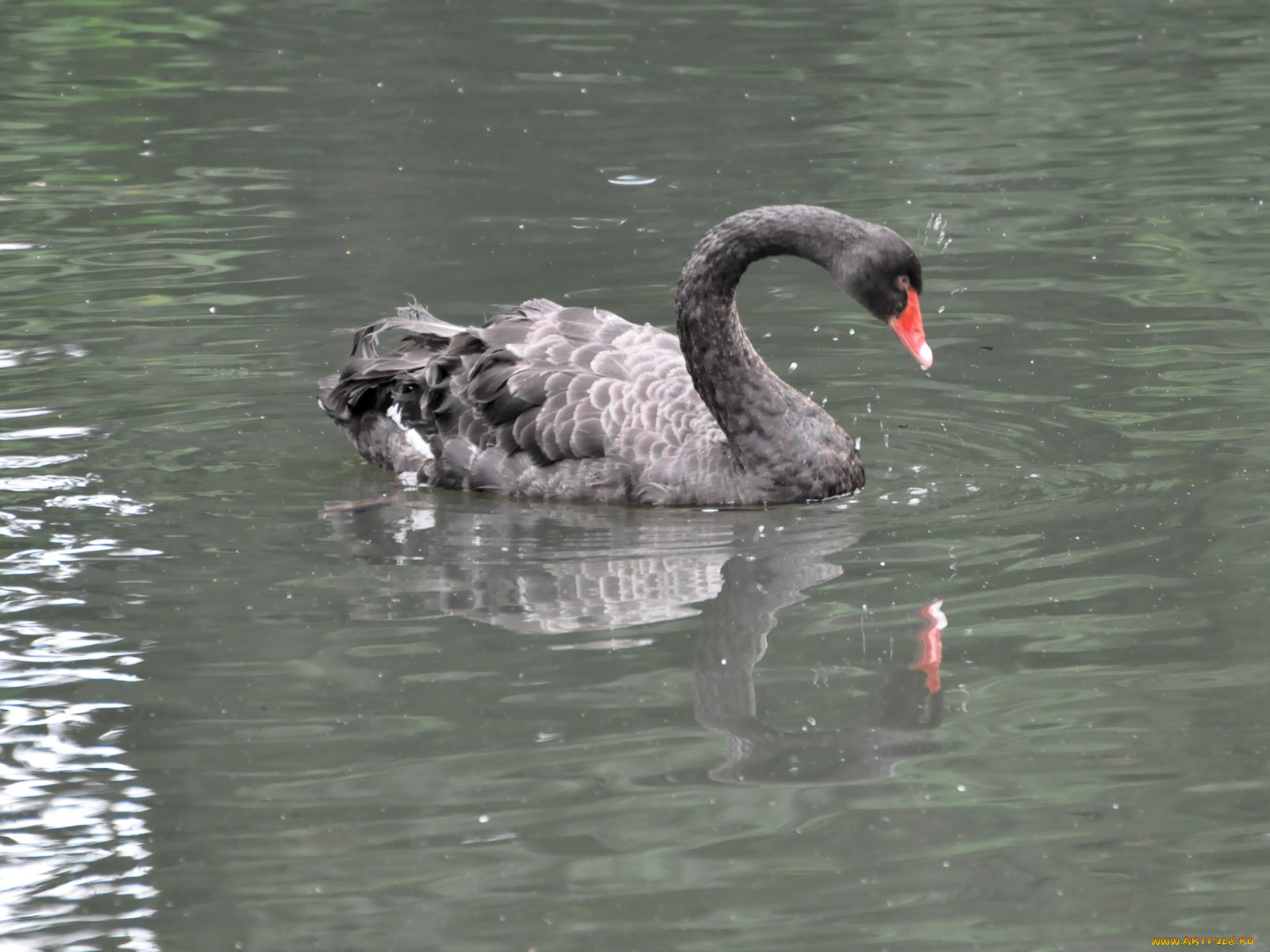 животные, лебеди