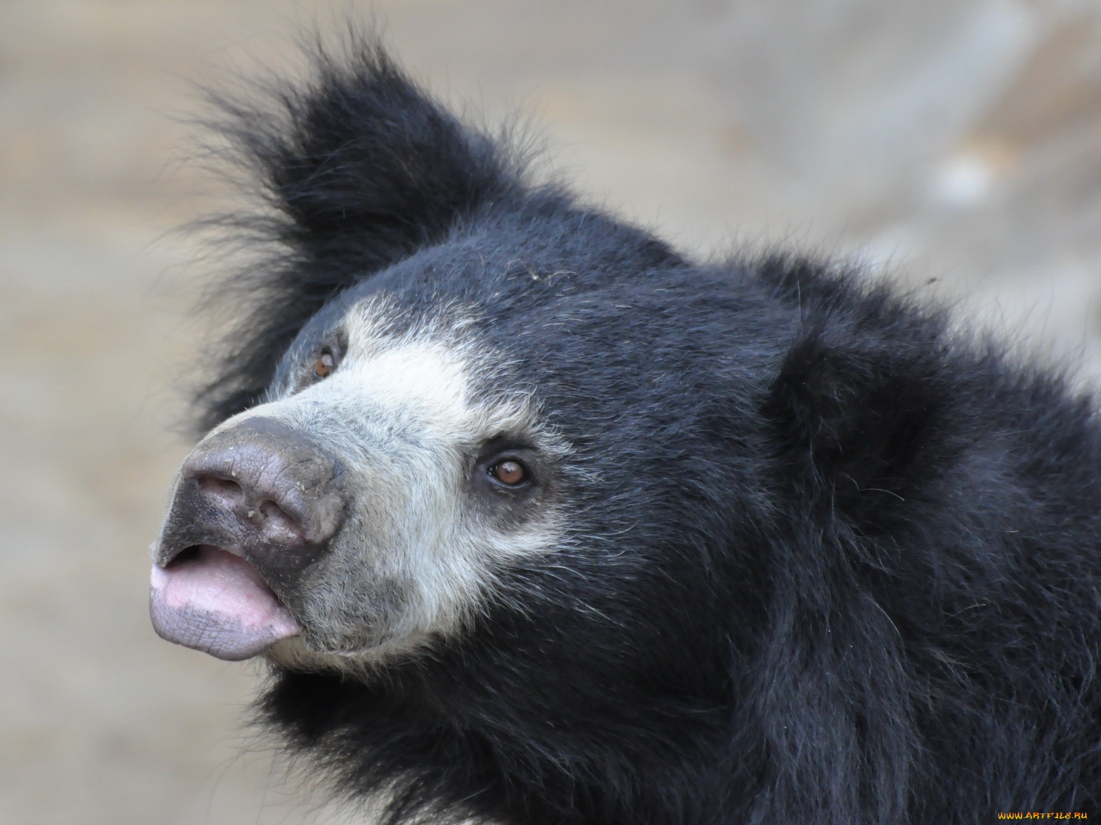 животные, медведи