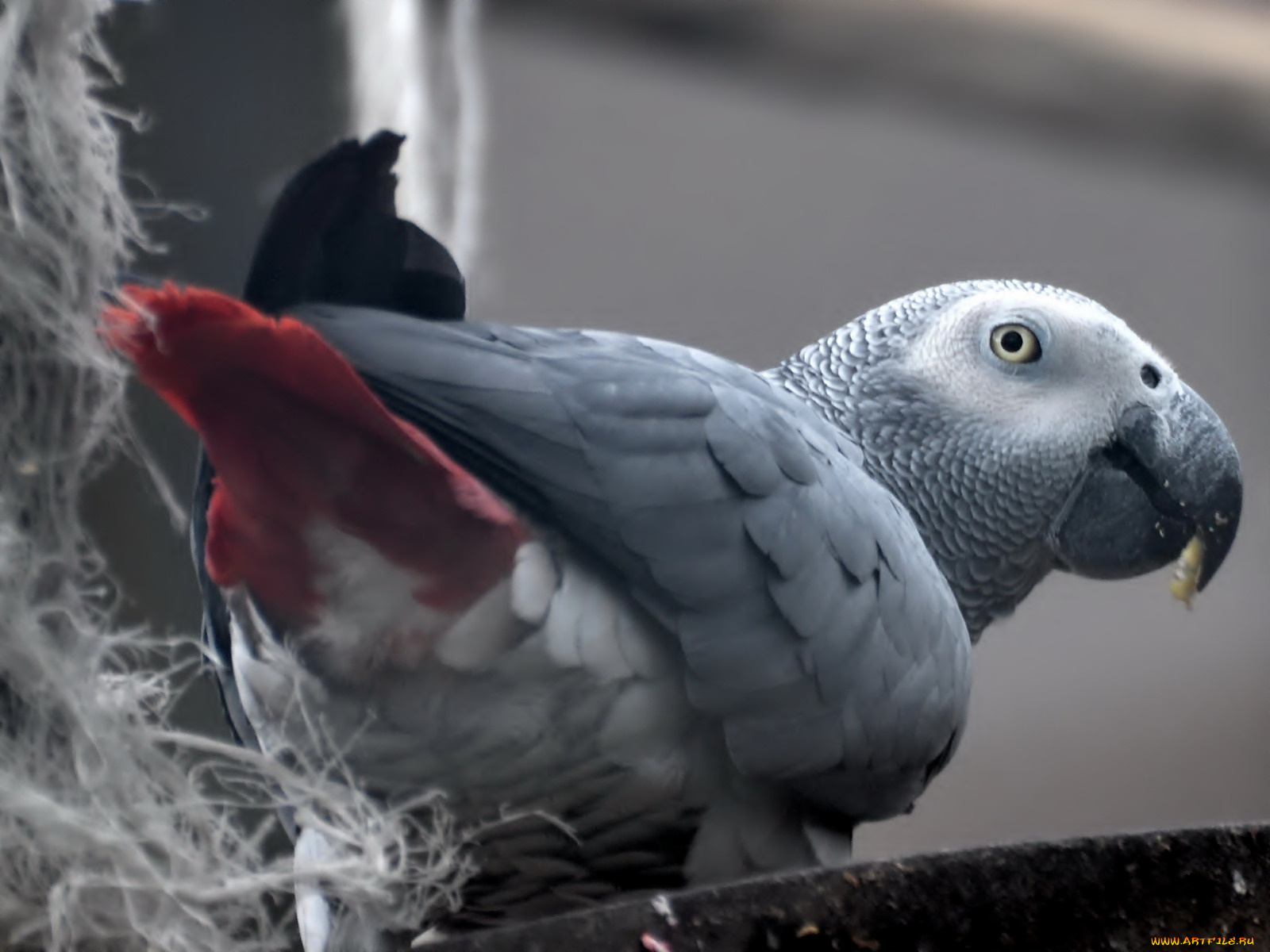 животные, попугаи